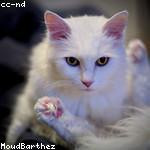 Tia Gusikowski Profile Picture